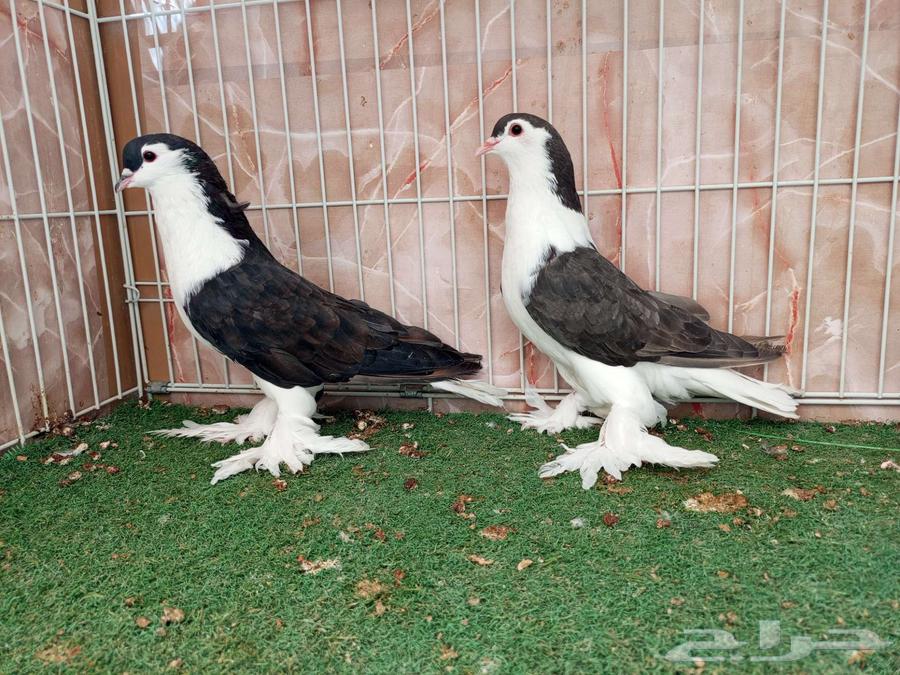 Black Shirazis64510479049475110