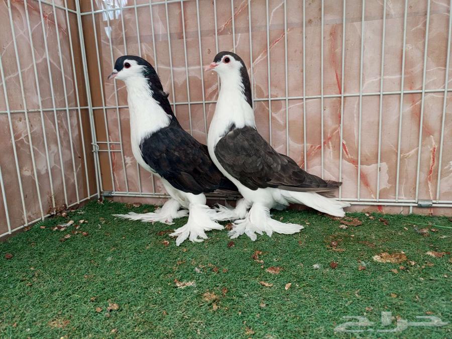 Black Shirazis64510479049475112