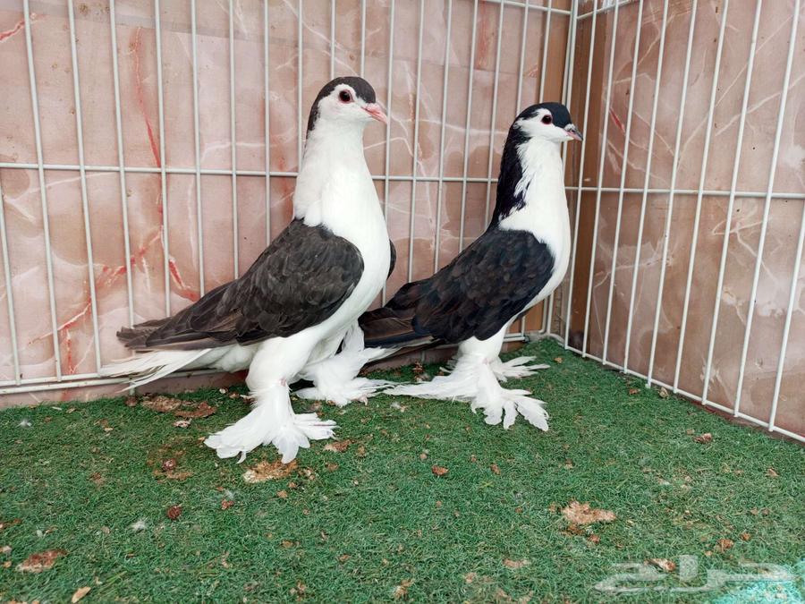 Black Shirazis64510479049475111