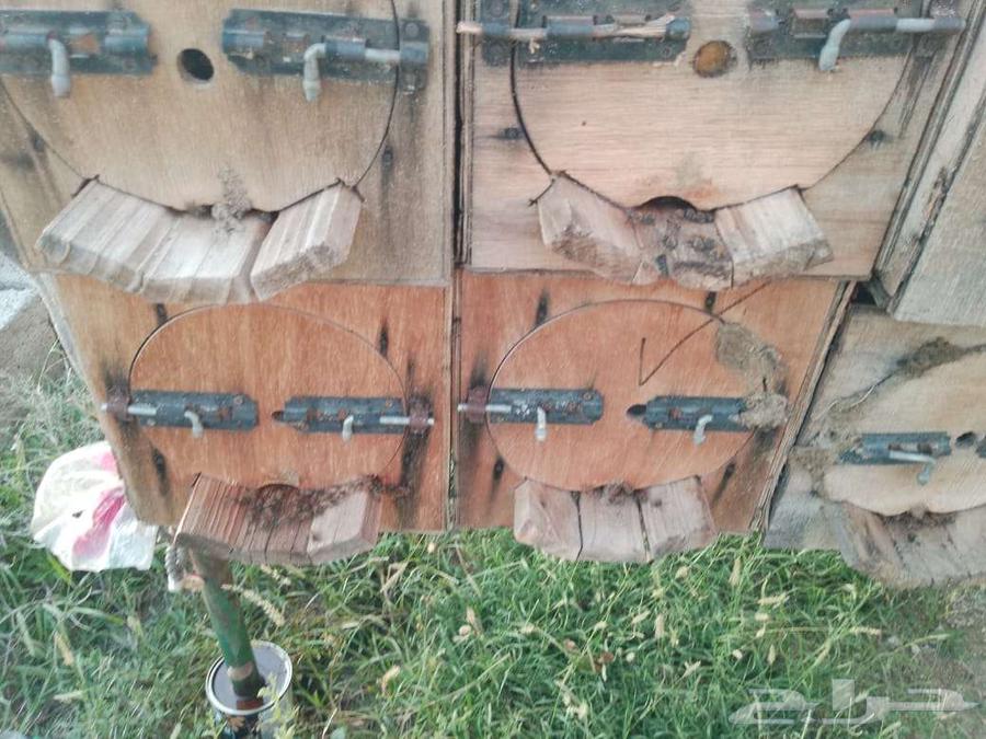 نحل بلدي64593497316995111