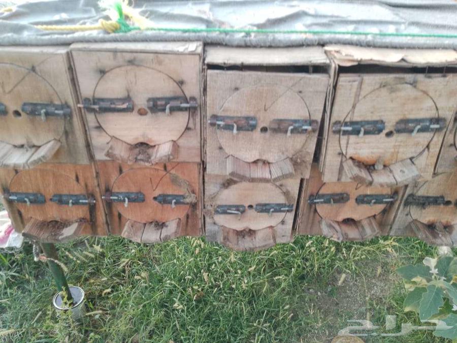 نحل بلدي64593497316995110