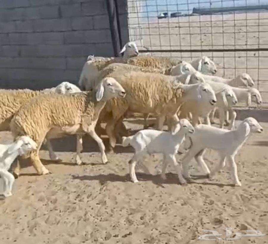 ( تم البيع) 7 رخال فواخر يتبعها 7 من الصياد في أملج64590454530947110