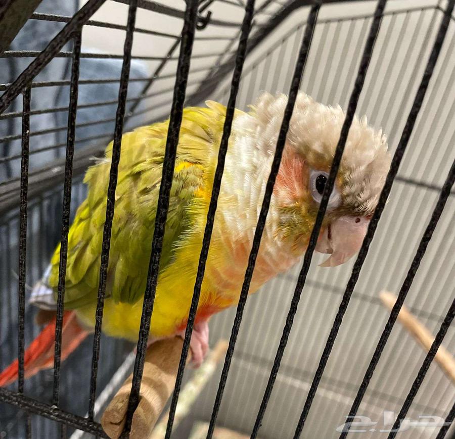 كنيور اناناس   كروان كوكتيل64594479181441114