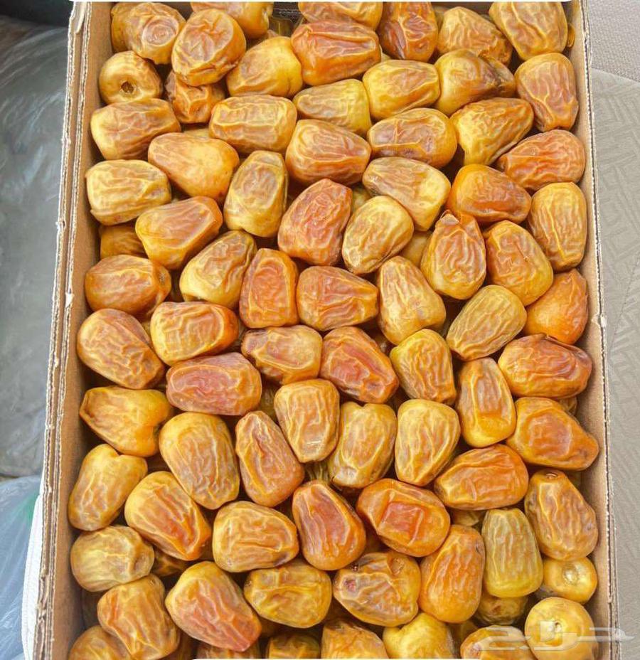 مفتل ورطب سكري64591502489857112