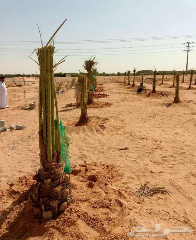 نخل للبيع الخرج الرياض القصيم جده نخيل شقراء فروخ نقايل64598154772226114