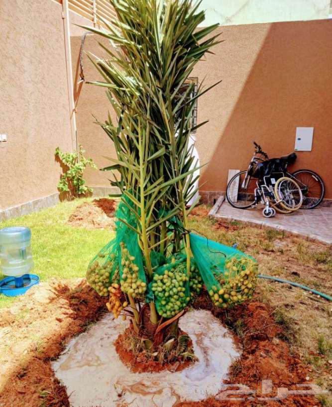 نخل للبيع الخرج الرياض القصيم جده نخيل شقراء فروخ نقايل64598154772226111