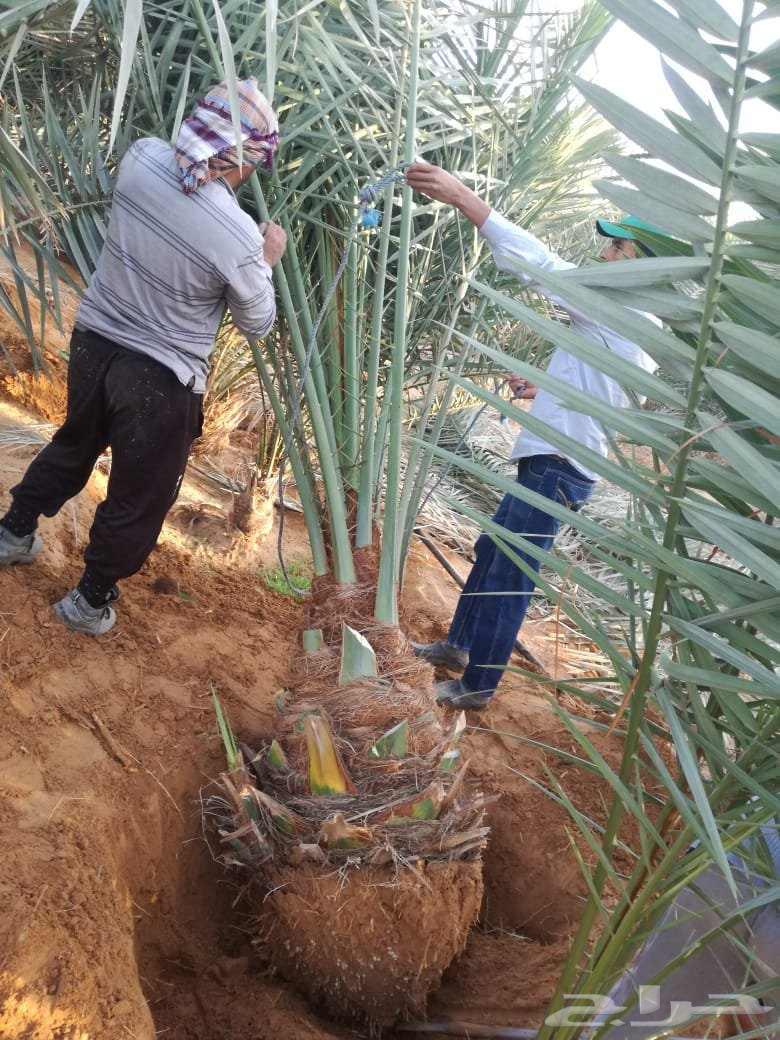نخل للبيع الخرج الرياض القصيم جده نخيل شقراء فروخ نقايل64598154772226110
