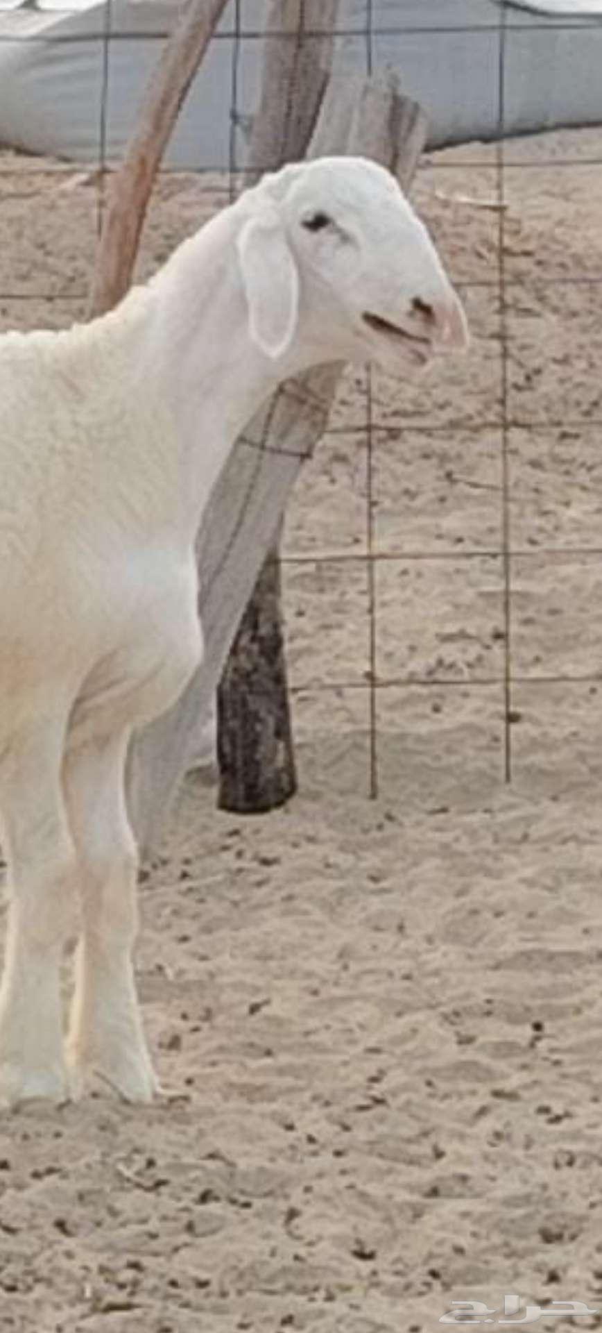 مشروع فحل ابرص تم البيع64608985828993110