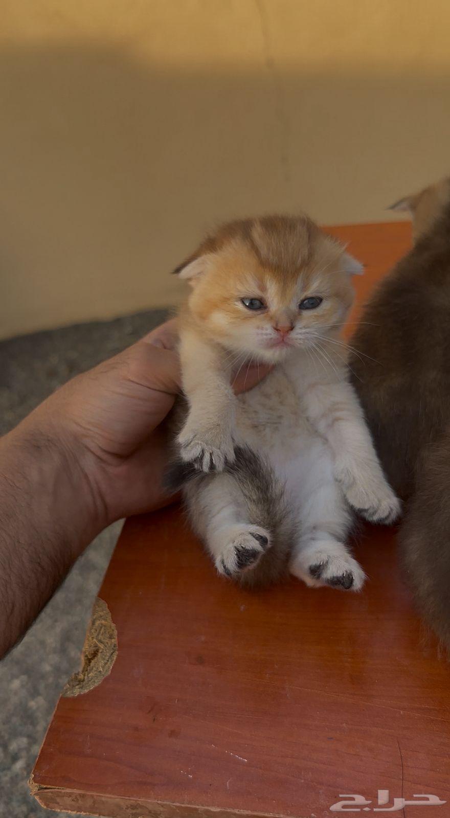 للبيع سكوتش قولد بيور تم البيع64598154734338111