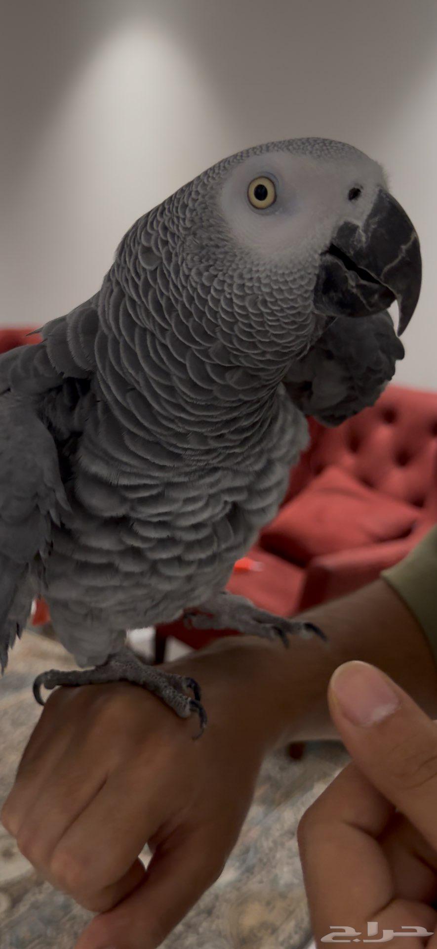 للبيع ببغاء كاسكو إفريقي64597592966147111