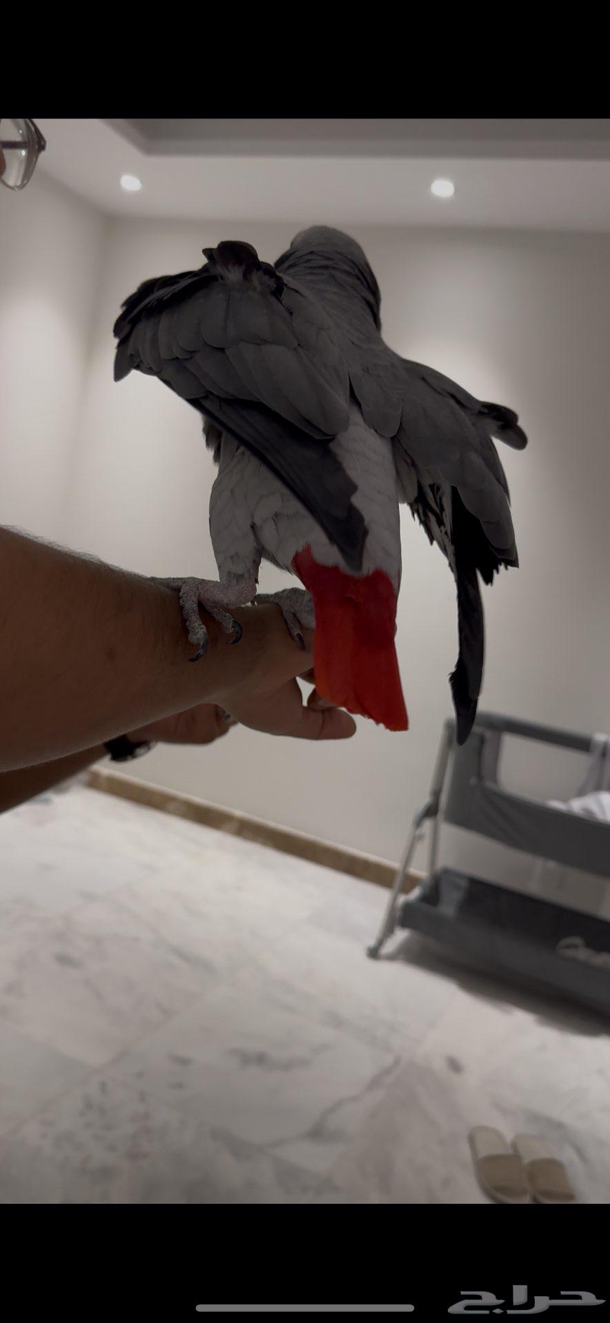 للبيع ببغاء كاسكو إفريقي64597592966147113