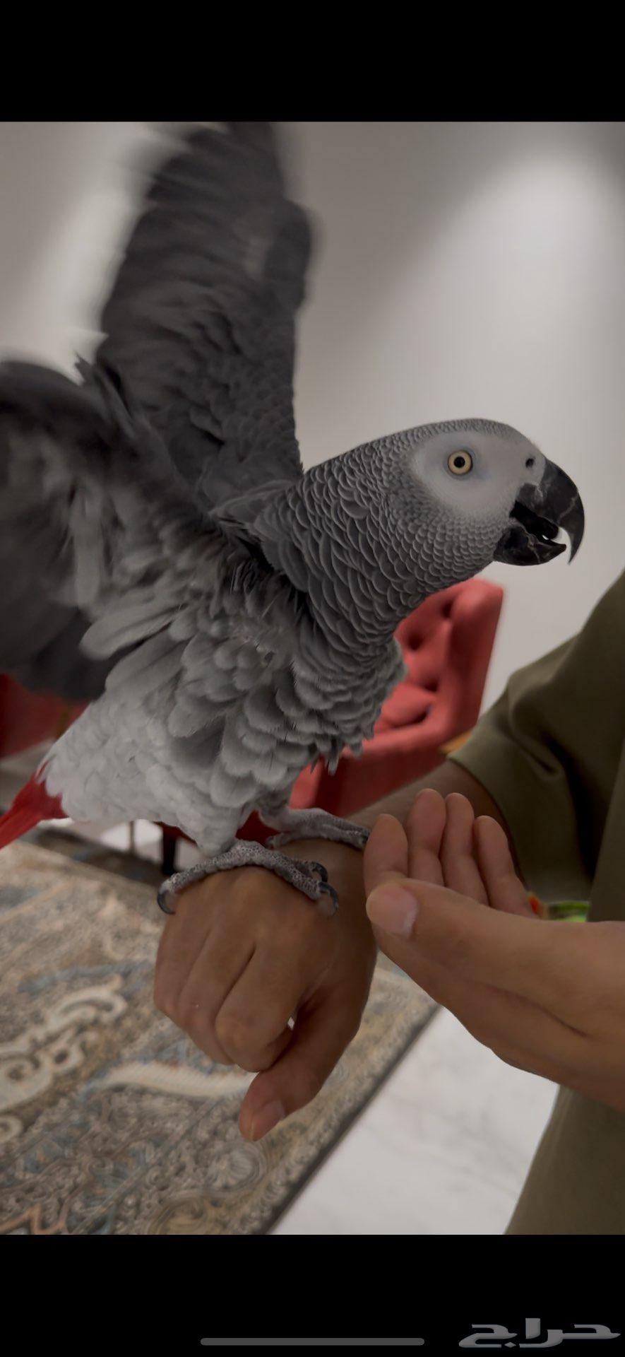 للبيع ببغاء كاسكو إفريقي64597592966147110