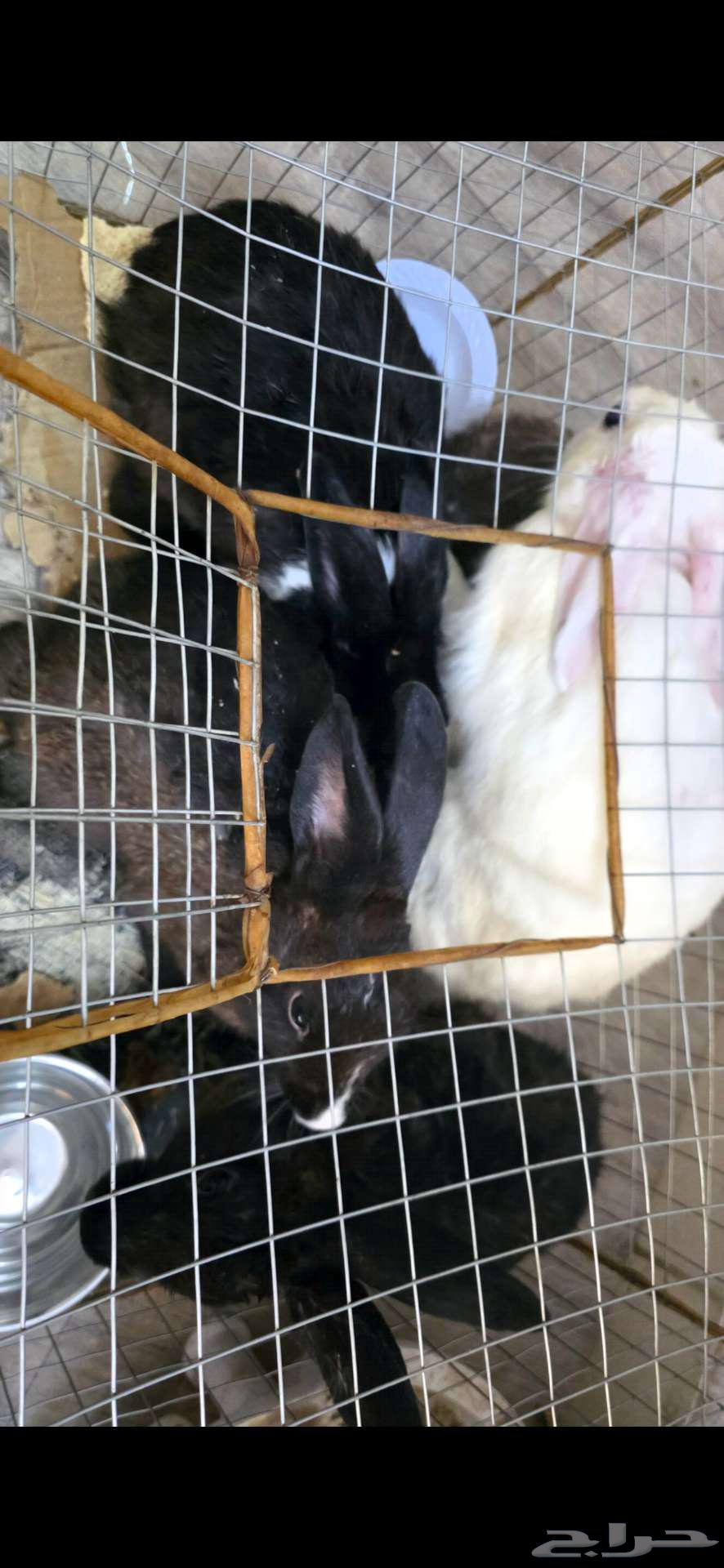 ازواج ارانب للبيع64480332045827110