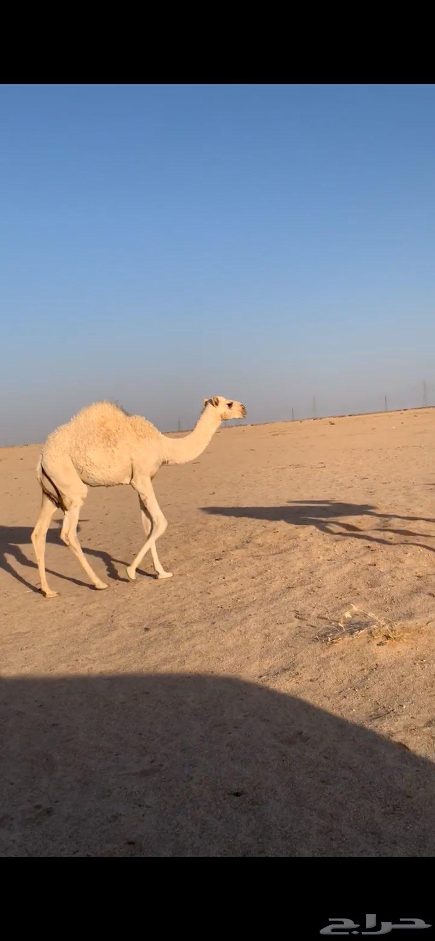 بكره للبيع64610455510530110