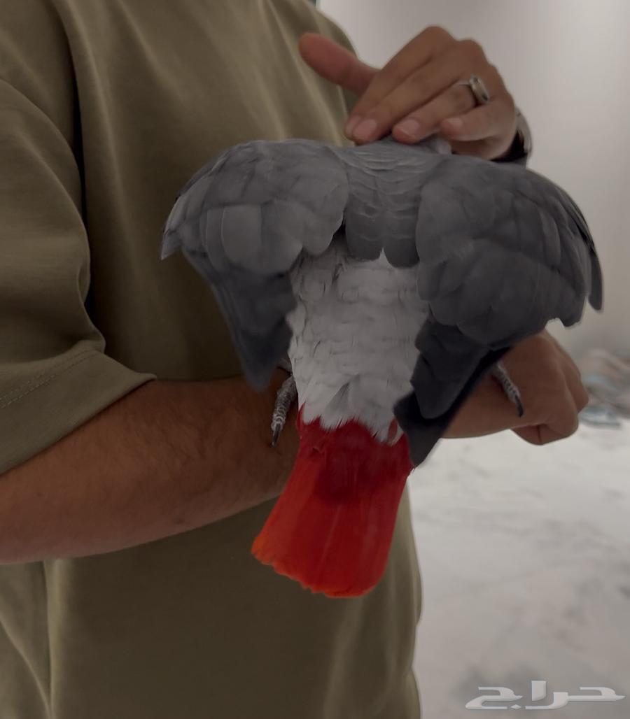 للبيع ببغاء كاسكو إفريقي64597592966147112