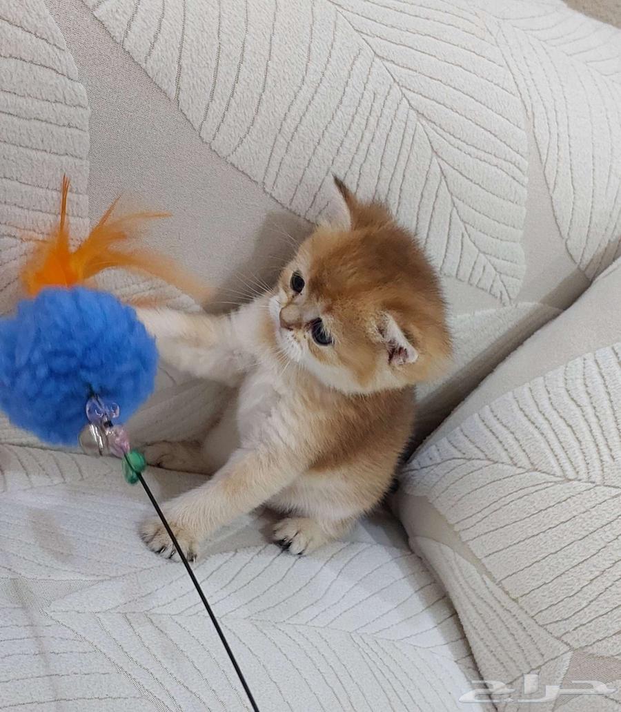 ذكر بريتش غولد ny12 مسجل للحجز عمر شهر64606086171905113