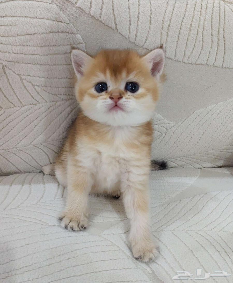 ذكر بريتش غولد ny12 مسجل للحجز عمر شهر64606086171905110