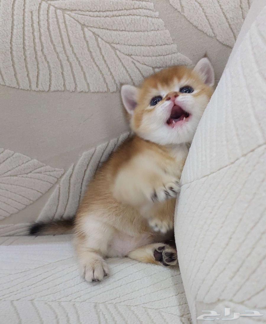 ذكر بريتش غولد ny12 مسجل للحجز عمر شهر64606086171905112