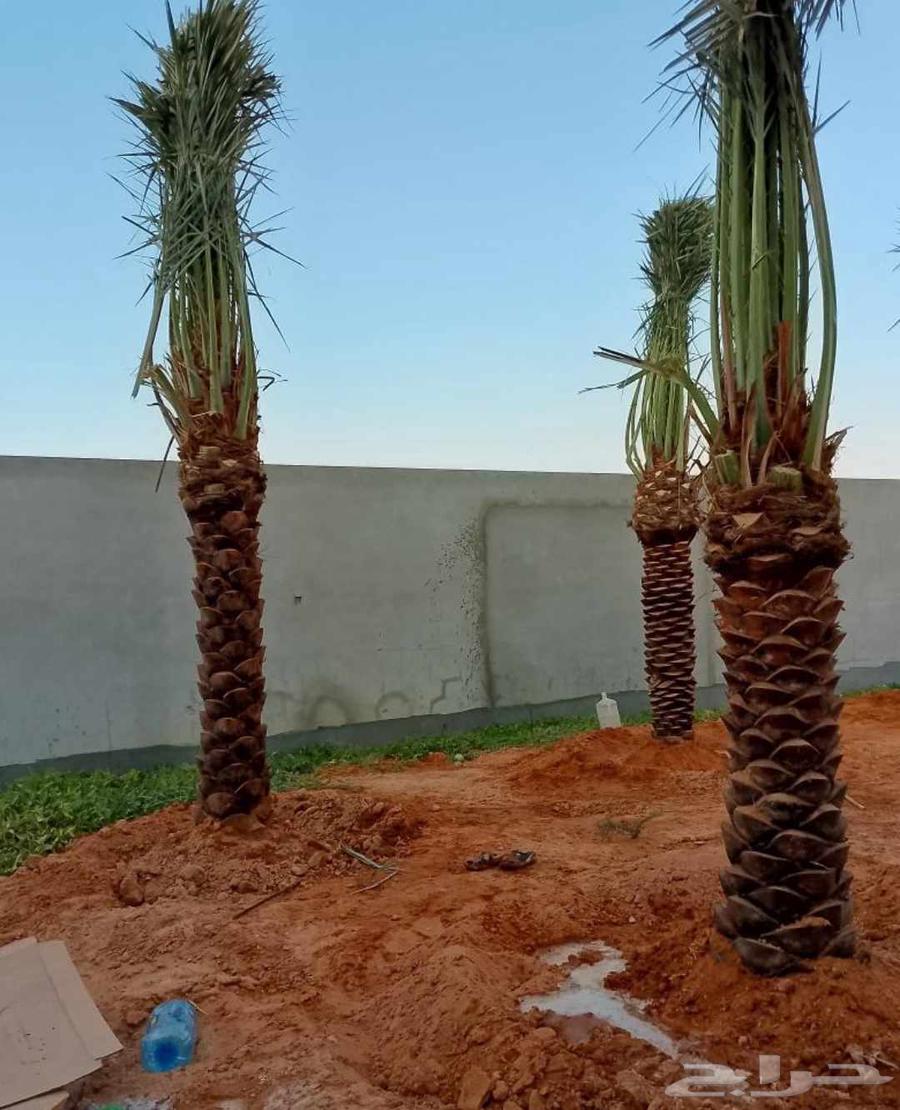 نخل للبيع الخرج الرياض القصيم جده نخيل شقراء فروخ نقايل64598154772226113
