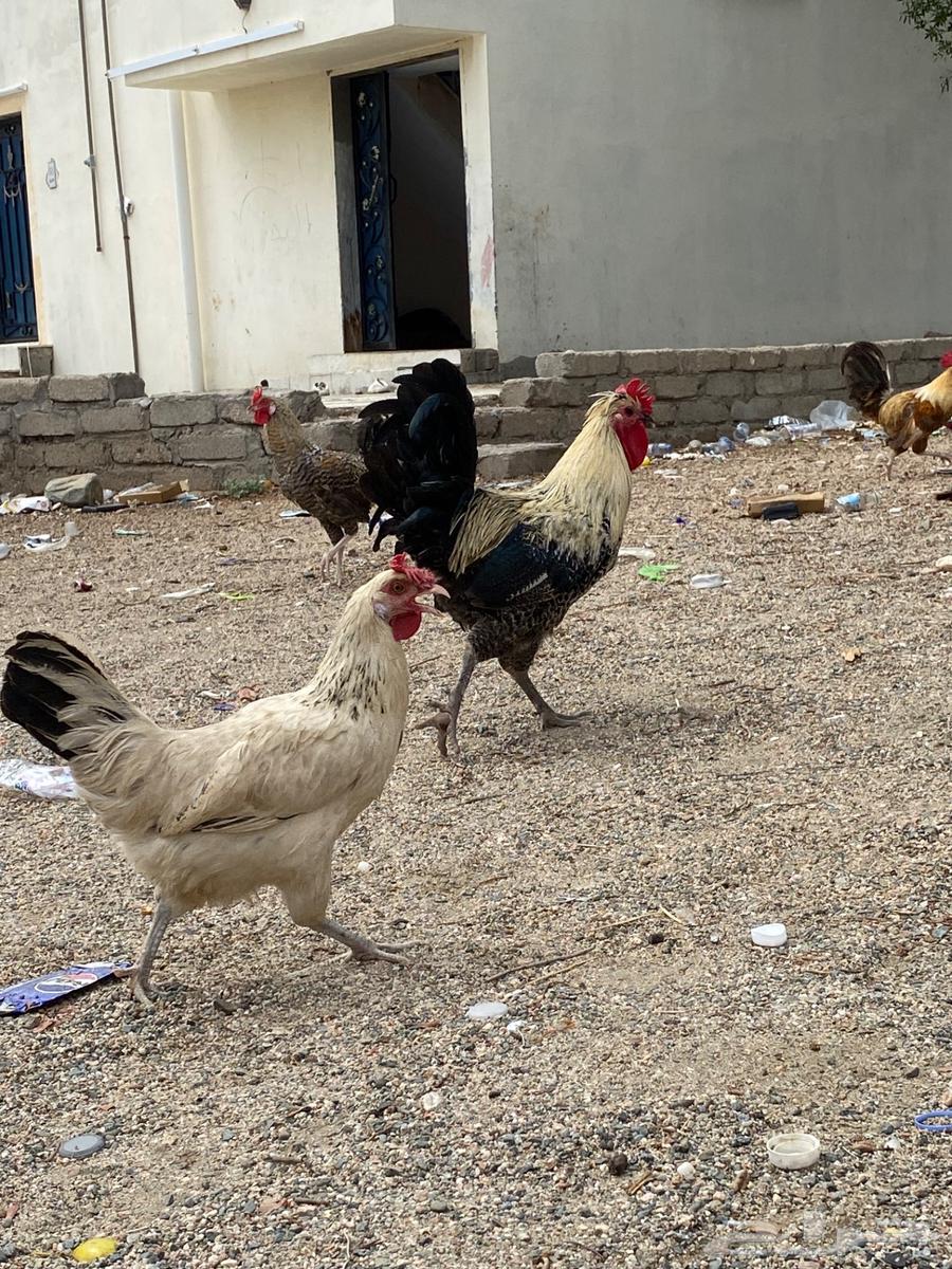 دجا بلدي بياضض64598511517313111