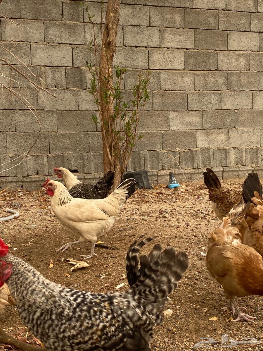 دجا بلدي بياضض64598511517313112