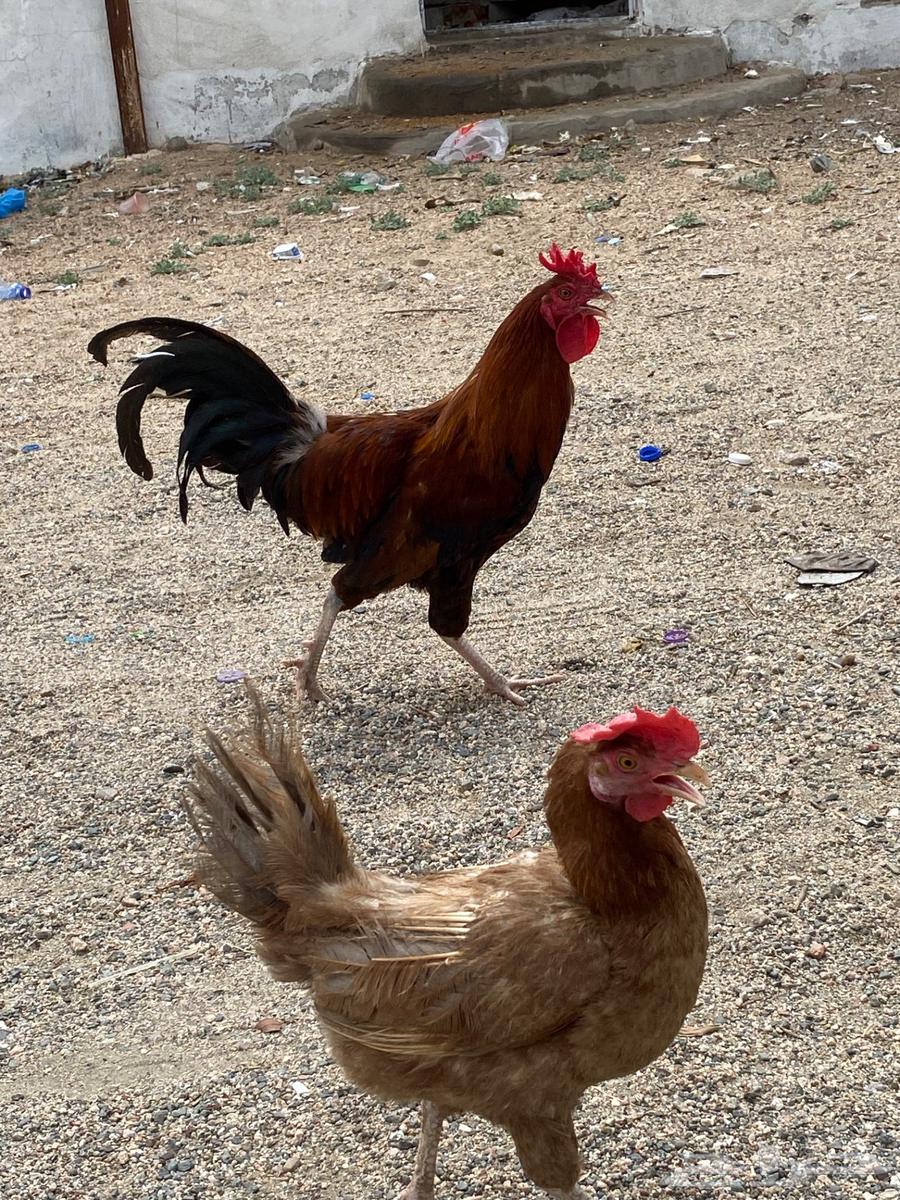 دجا بلدي بياضض64598511517313113