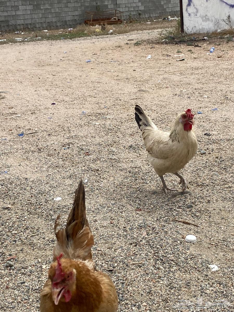 دجا بلدي بياضض64598511517313114