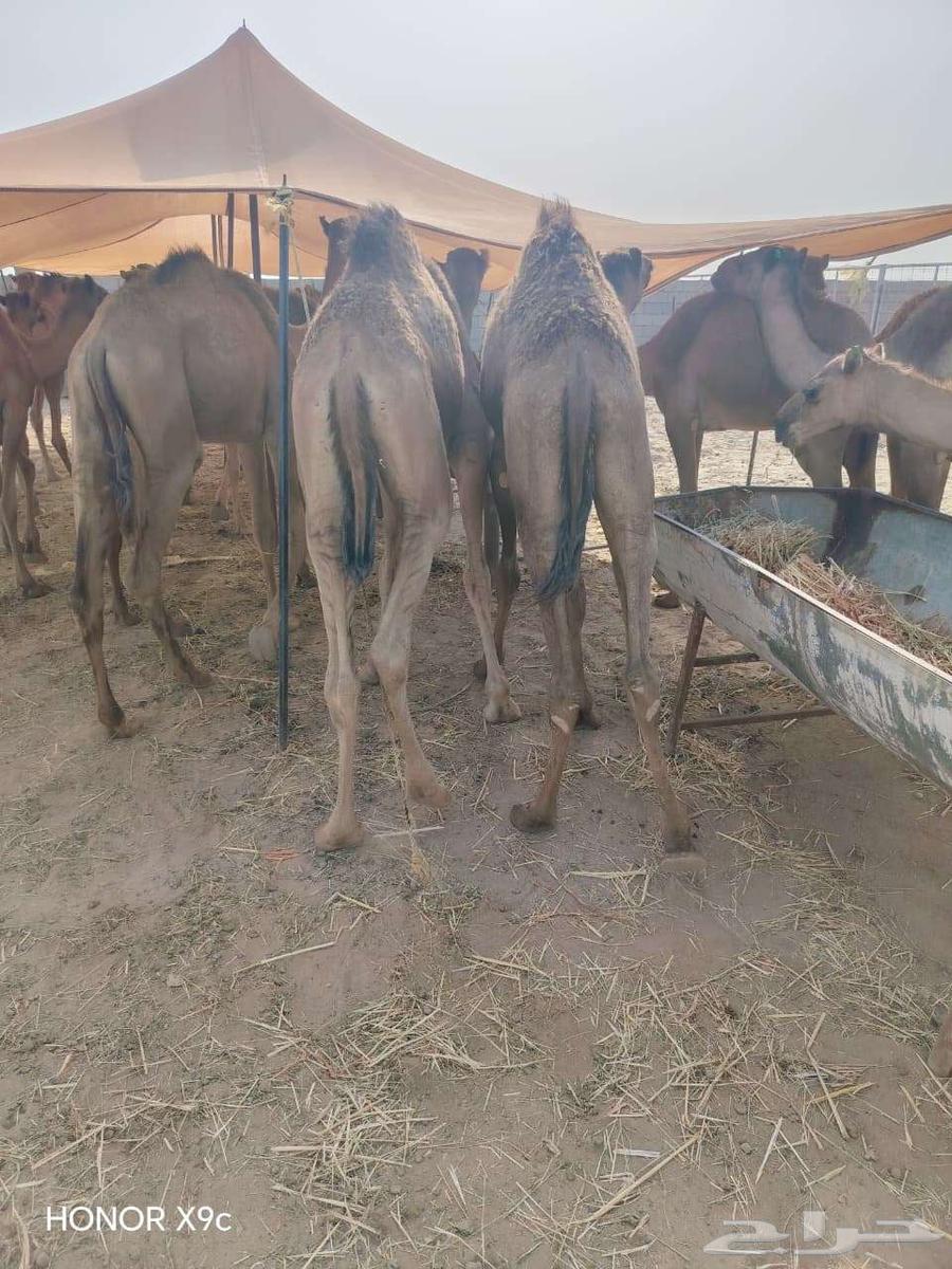 قعدان حشو مفاريد للبيع تفريد وجمله64598622214146110