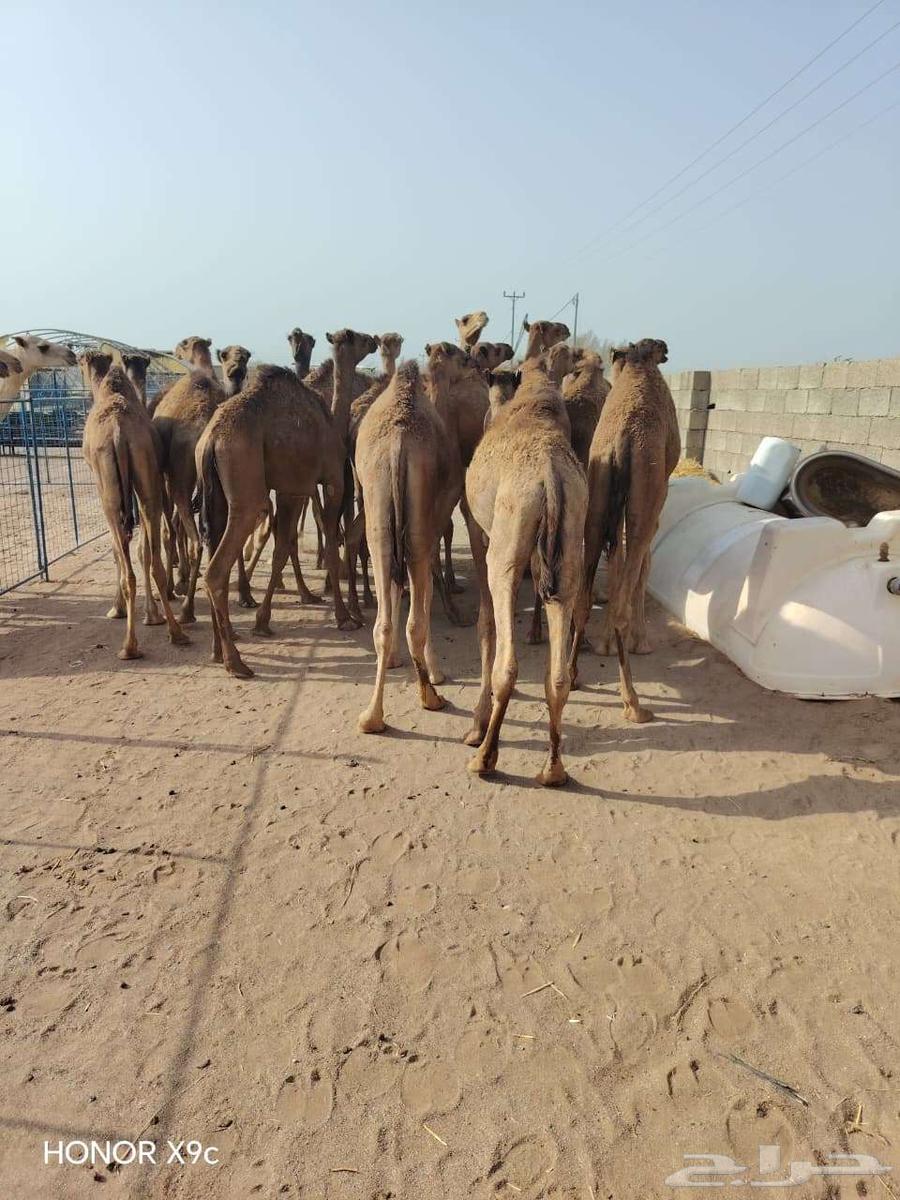 قعدان حشو مفاريد للبيع تفريد وجمله64598622214146111