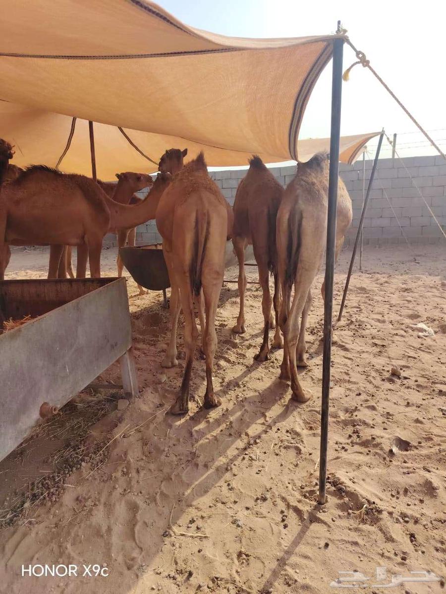 قعدان حشو مفاريد للبيع تفريد وجمله64598622214146113