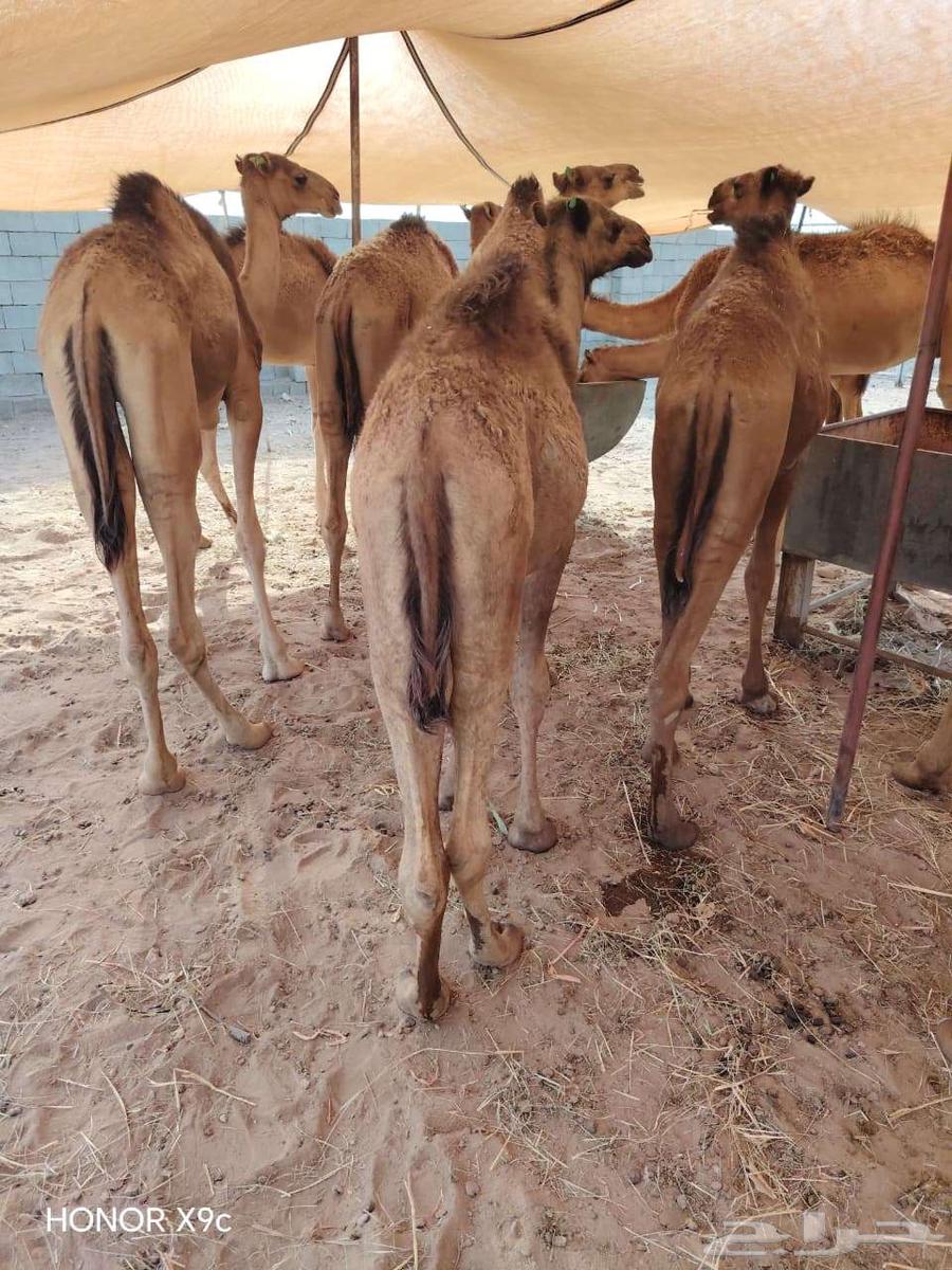 قعدان حشو مفاريد للبيع تفريد وجمله64598622214146112