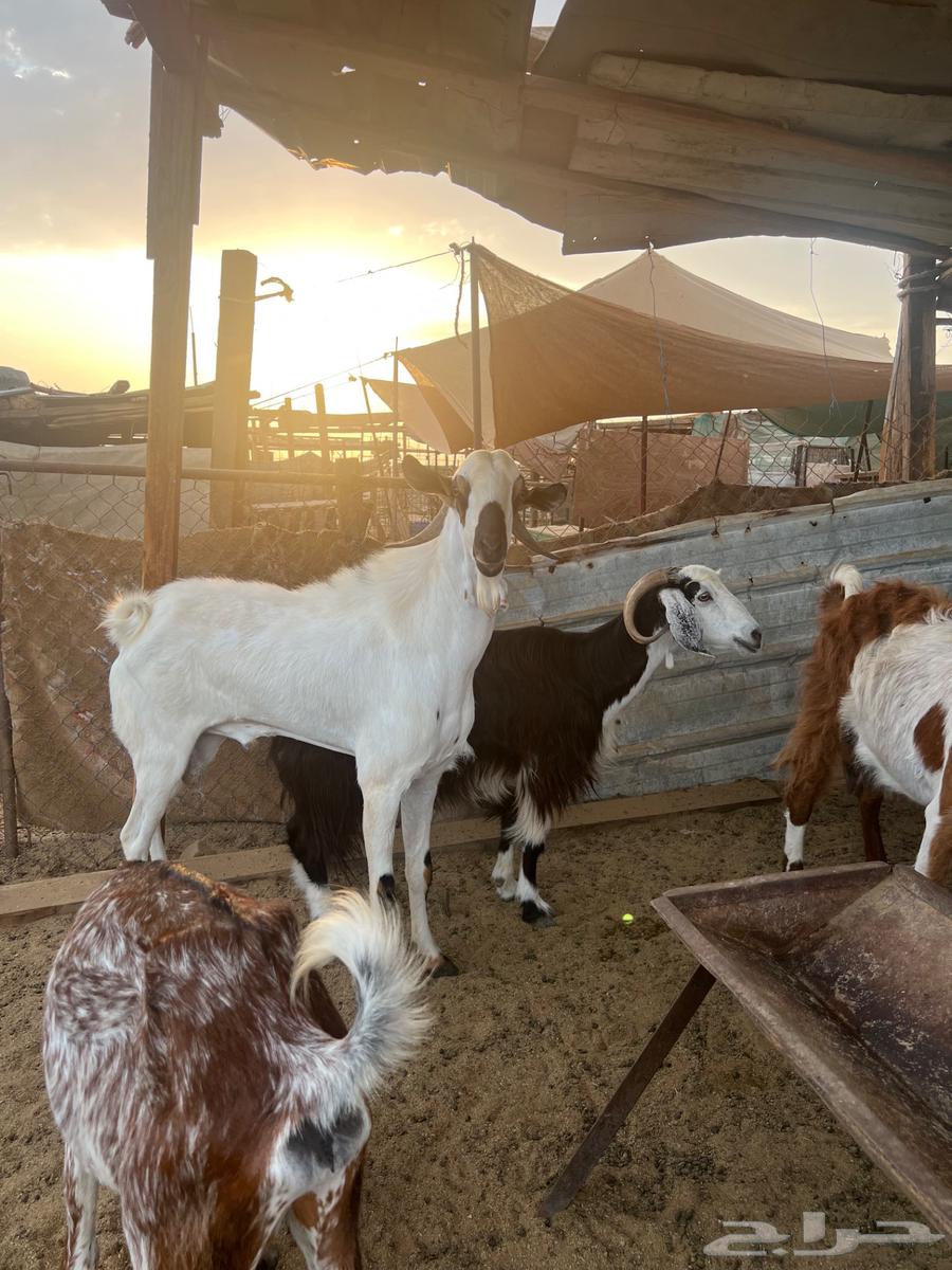 تيس فحل بيشي اكحل64598807156353111