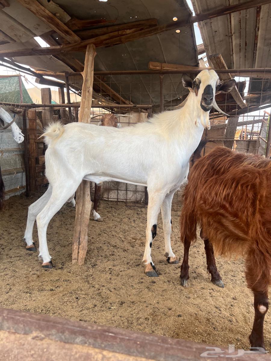 تيس فحل بيشي اكحل64598807156353114