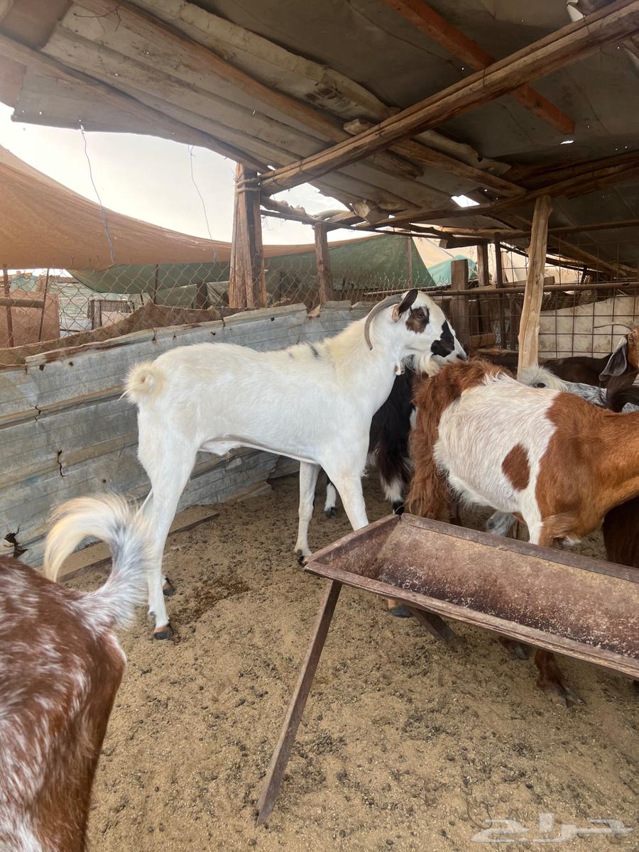 تيس فحل بيشي اكحل64598807156353112