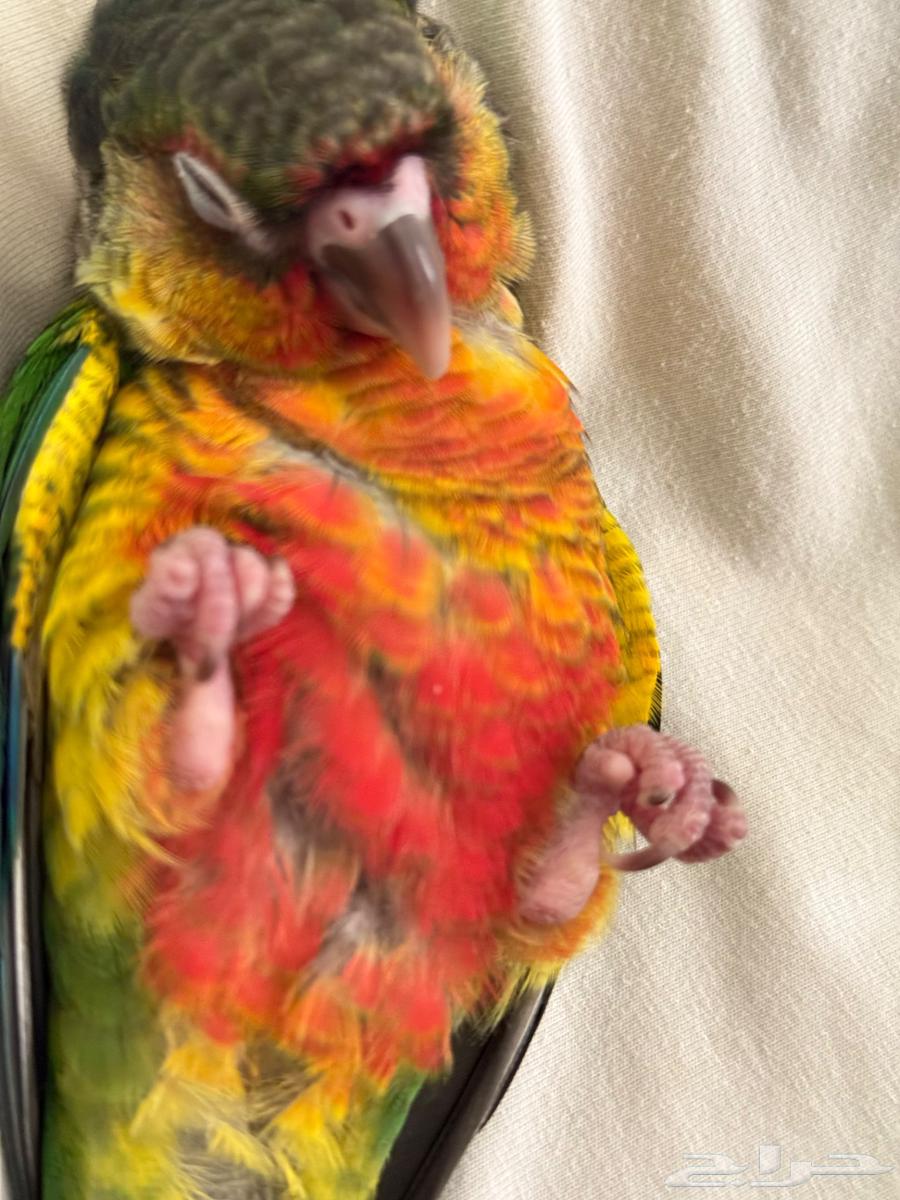 فرخ كنيور يلو تم البيع64440233076865111