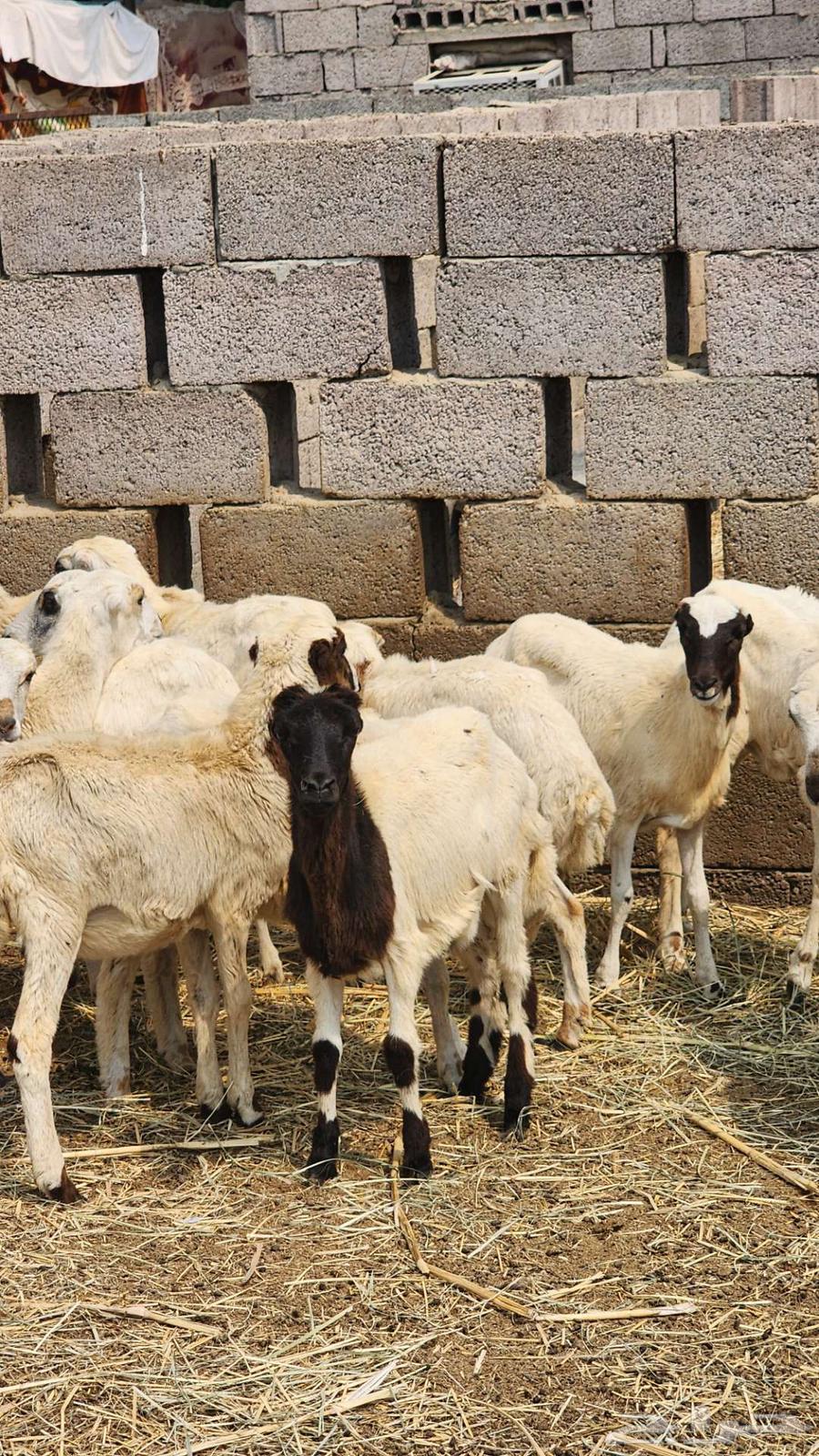 رخيل أعمارها تقريبا أربعة شهور64598708728578112