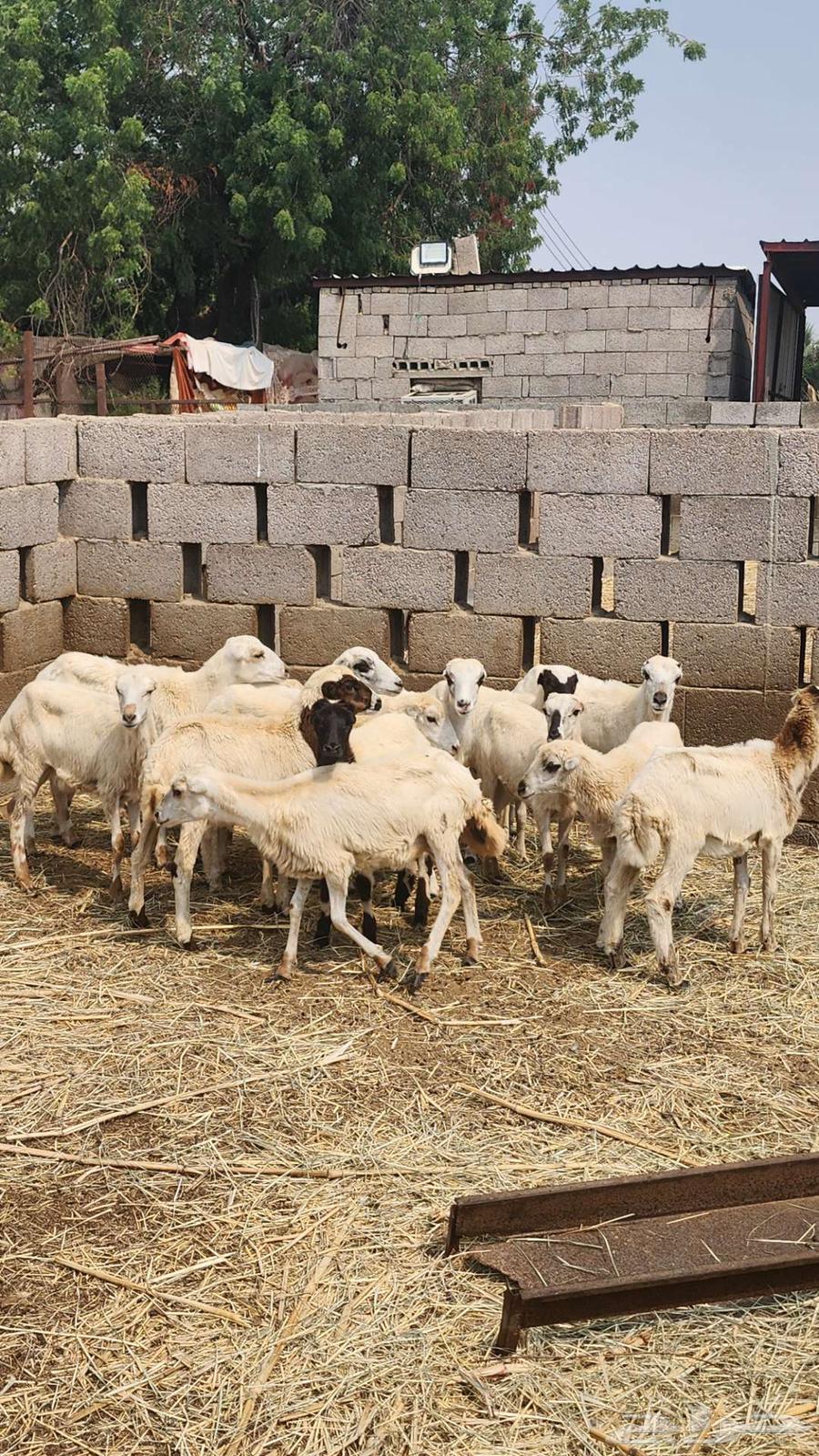 رخيل أعمارها تقريبا أربعة شهور64598708728578110