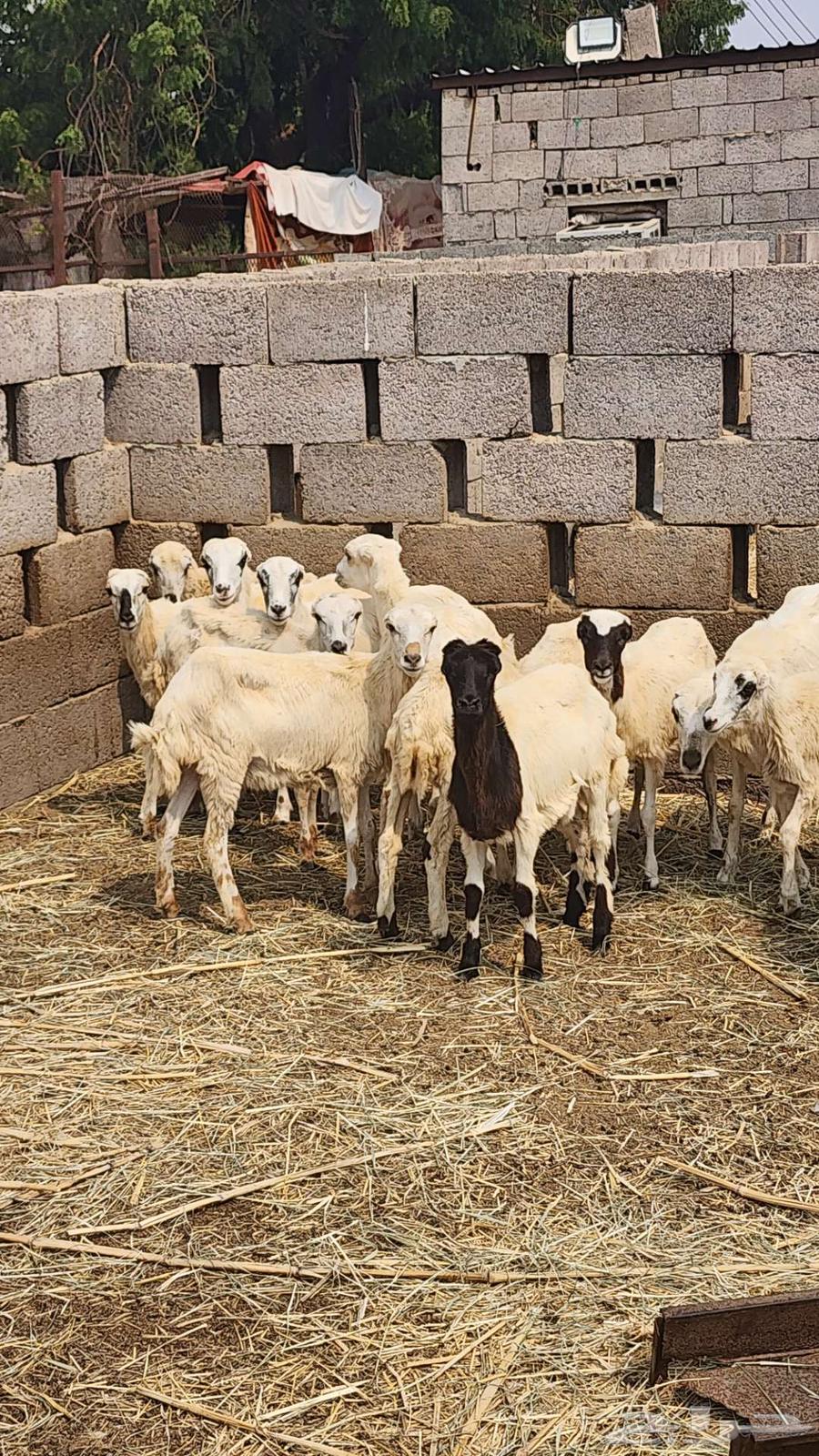 رخيل أعمارها تقريبا أربعة شهور64598708728578111