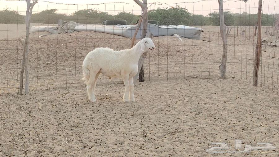 مشروع فحل ابرص تم البيع64608985828993111