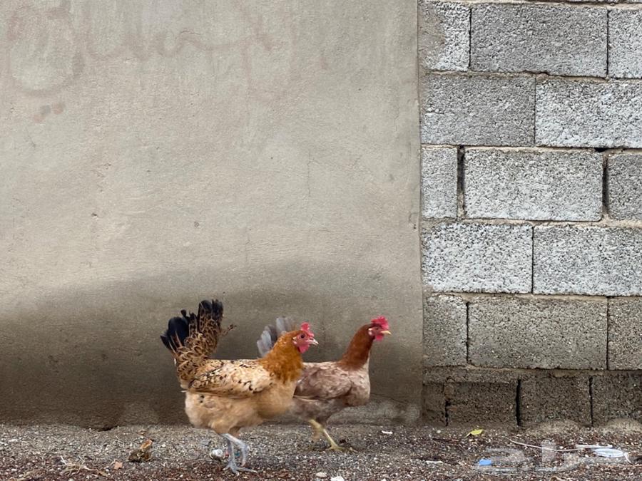 دجا بلدي بياضض64598511517313110