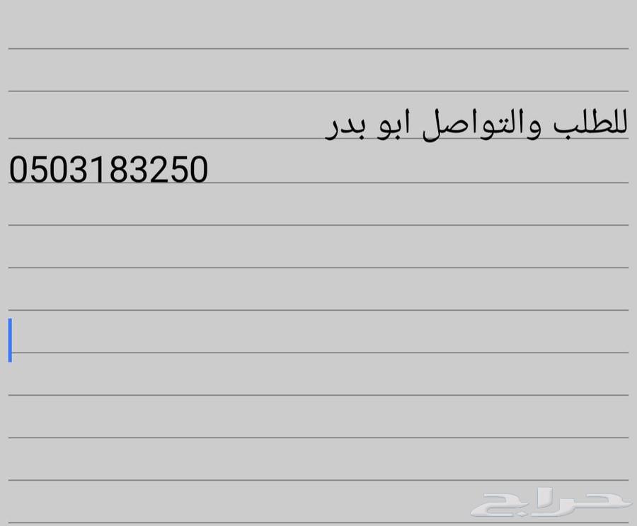 Sheep for sale in Riyadh, Dhruma64438351327233111