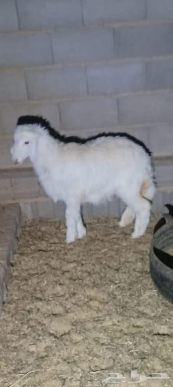 رخال للبيع64607408456962110