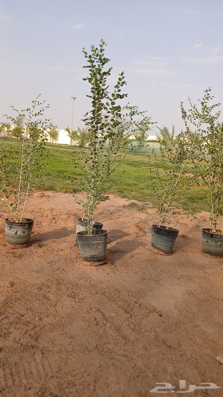 شجر سدر طول متر متر ونص ما شاءالله64611442451969110