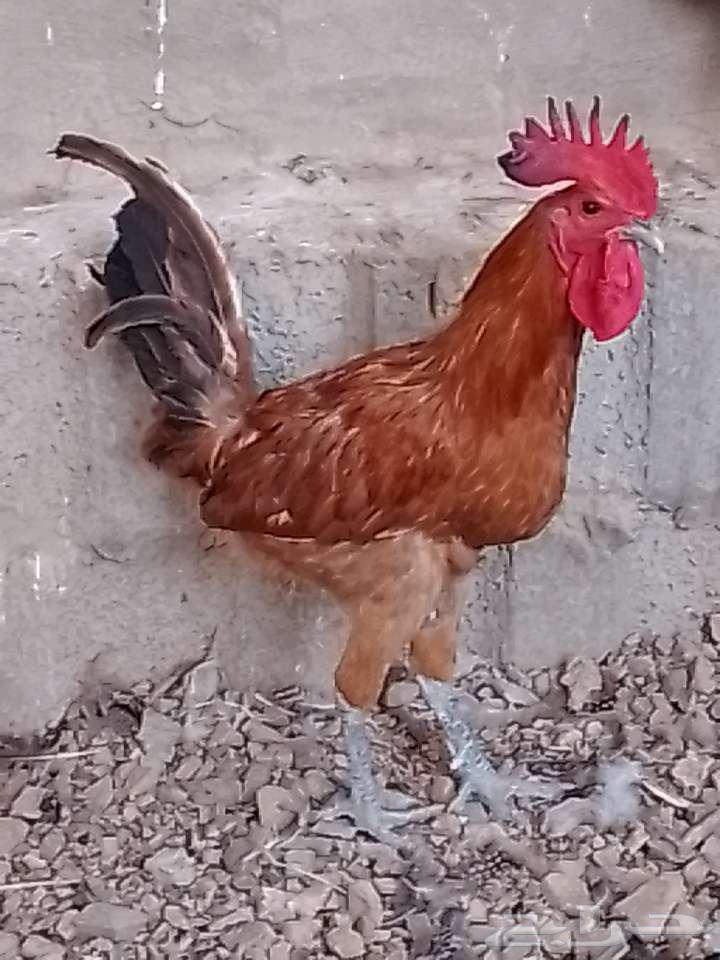 ديك بلدي احمر بالحرازات64607706720129110