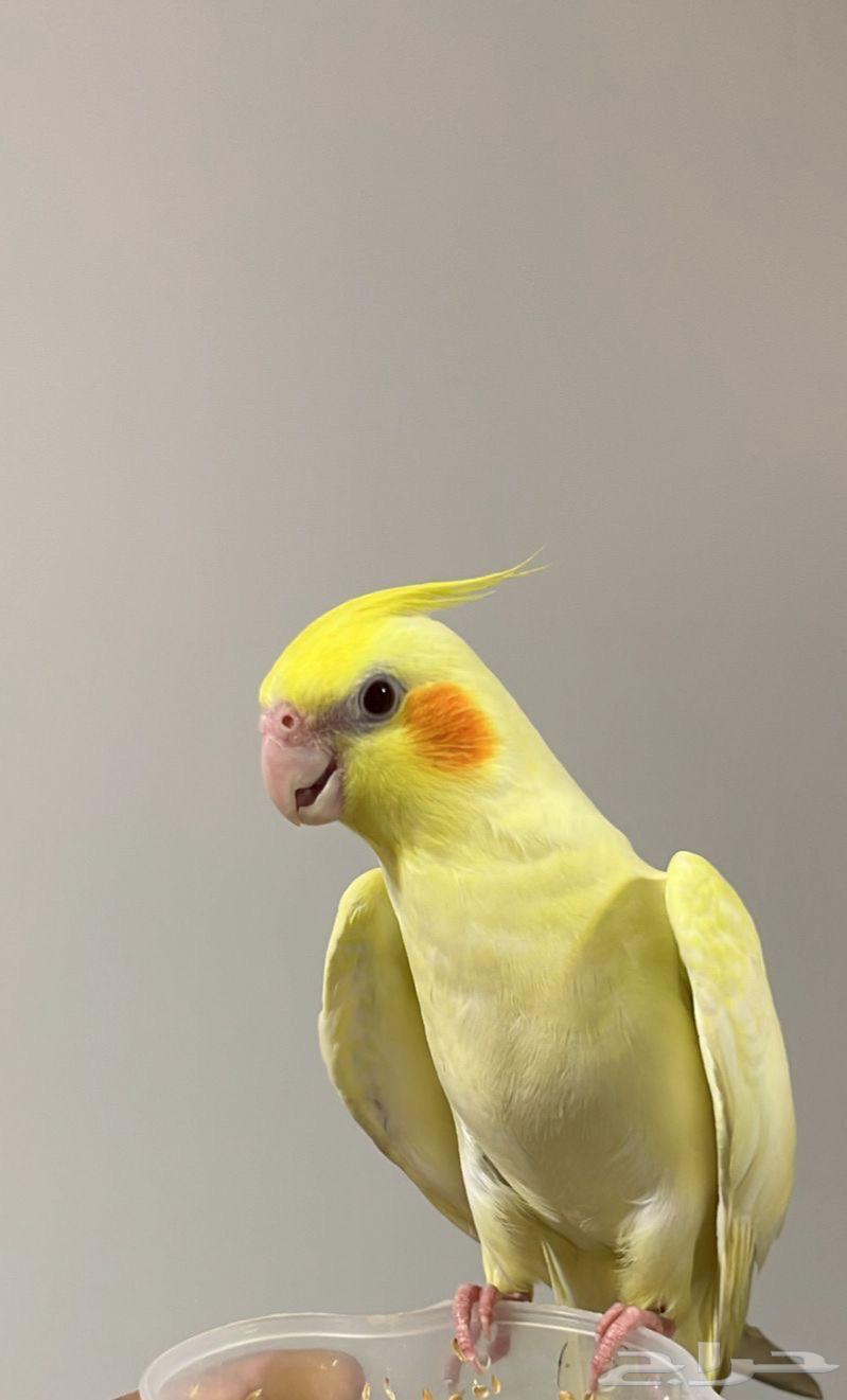 كروان للبيع64608998424578110