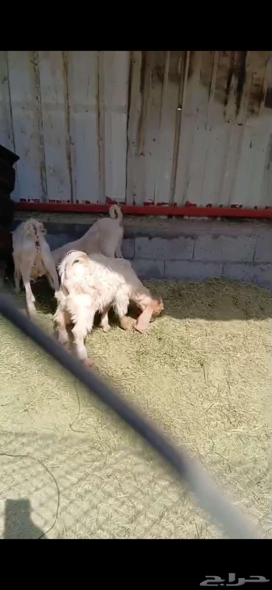 تيوس في الاحساء للبيع64608315929475112