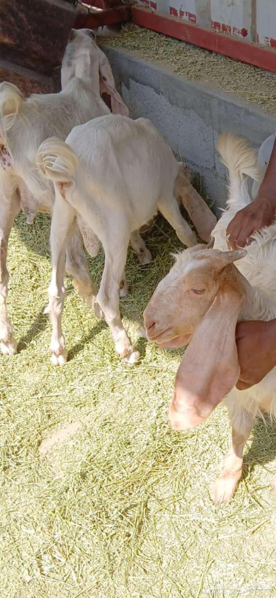 تيوس في الاحساء للبيع64608315929475113