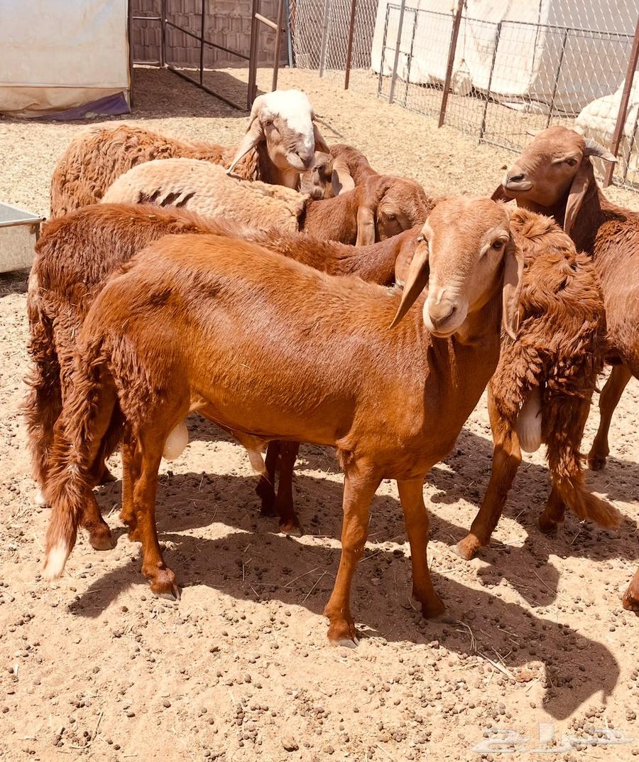 Swaakan Sheep, Raised for Over Three Months – God Is Witness64613642894594112