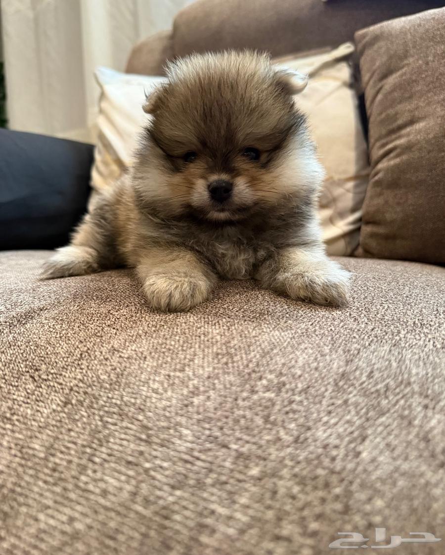 تم البيع64607594684417112