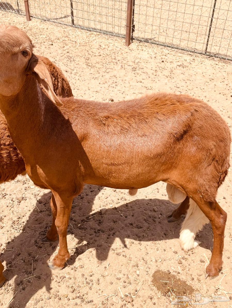 Swaakan Sheep, Raised for Over Three Months – God Is Witness64613642894594111